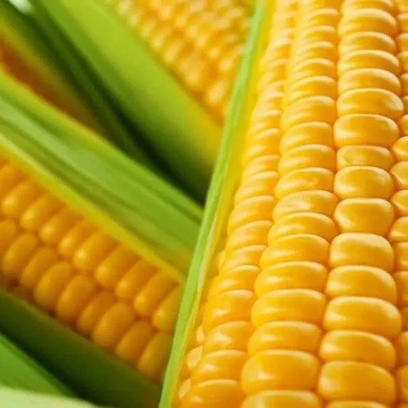 Incredible Sweet Corn Treated Seeds 1/4 lb Disease Resistant